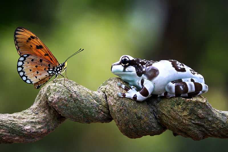 Herdabdeckplatte - Schmetterling und Frosch