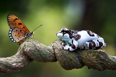 Herdabdeckplatte - Schmetterling und Frosch