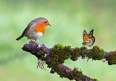 Herdabdeckplatte - Vogel und Schmetterling