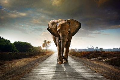 Herdabdeckplatte - Laufender Elefant