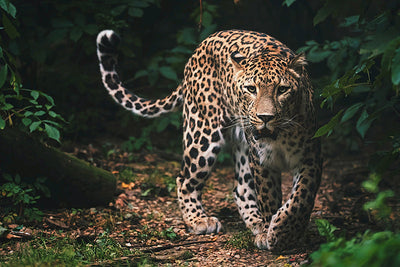 Herdabdeckplatte - Wandernder Panther