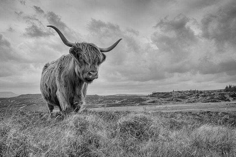 Herdabdeckplatte - Wandernder Highlander