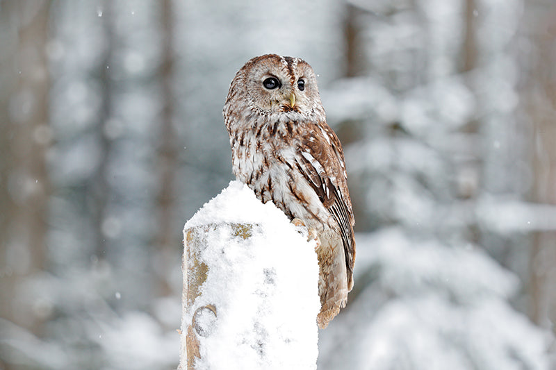Herdabdeckplatte - Winter-Eule