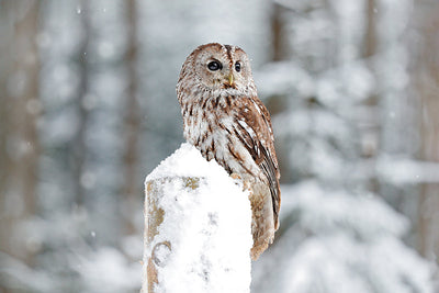 Herdabdeckplatte - Winter-Eule