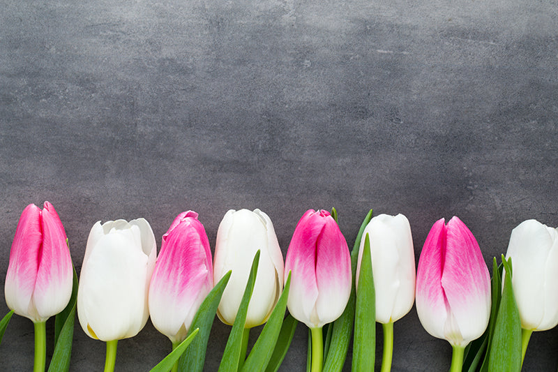 Herdabdeckplatte - Weiße und rosa Tulpen
