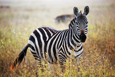 Herdabdeckplatte - Zebra