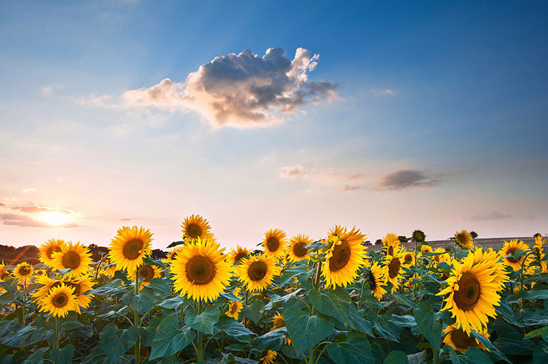 Herdabdeckplatte - Sommer-Sonnenblumen