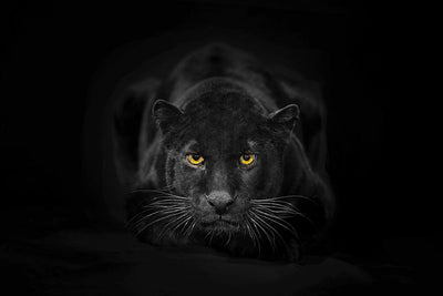 Herdabdeckplatte - Schwarzer Panther